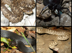 Смертельный кусь: рассказываем об опасных животных Ростовской области, которые могут убить 