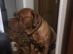 Ростовчанам не грозит заразиться коронавирусом от домашних животных