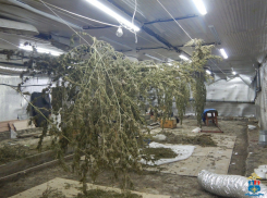 Полицейские накрыли подвал с «конопляной фермой» в Батайске