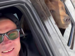 Прокатил медведя на Гелике ростовский каскадер Евгений Чеботарев