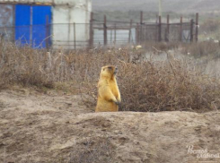 Фото донских байбаков, позирующих перед камерой, набирает популярность в сети 