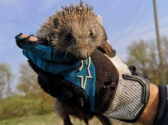 Смелые ростовчане провели операцию по спасению семейства ежей