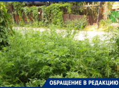 «Страшный сон аллергика»: жители Ростова утопают в зарослях амброзии