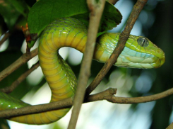 Трехметровую змею пришлось убить ростовчанам, которым отказались помочь в МЧС