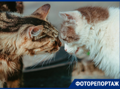 Лапки и милые мордочки, которые сводят ростовчан с ума