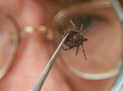 Смертельный укус клеща получил мужчина во время сельхозработ в Ростовской области 