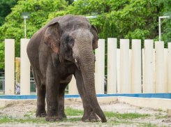 Ростовский зоопарк опубликовал график показательных кормлений животных на июль