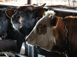 Донской фермер тайно завез в область больных коров