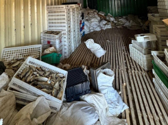 Предпринимателя обвиняют в хищении 11 тонн рыбы в Ростовской области