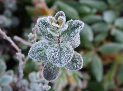 Заморозки до -1 градуса ожидаются в Ростовской области 24 и 25 мая
