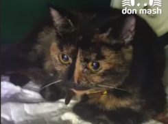 В Новочеркасске мужчина выбросил кошку с пятого этажа