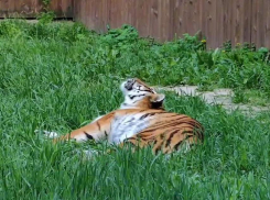 Тигрица Услада из Ростовского-на-Дону зоопарка отметила шестой день рождения 