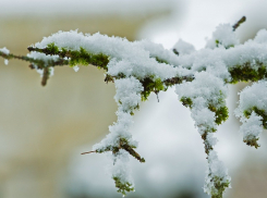 В Ростовской области 21 января может выпасть снег