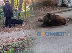 В центре Ростова заметили свободно гуляющих диких кабанов 