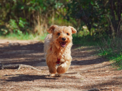 Кинологи рассказали ростовчанам о самых опасных для собак растениях
