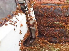 На Ростовскую область напала саранча