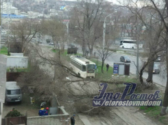 Движение трамваев в Ростове оказалось парализованным из-за упавшего дерева