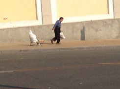 Готовь сани летом: мужчина прогулялся по Ростову с санями 