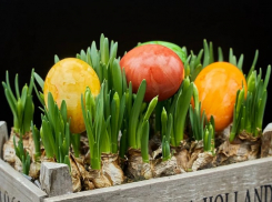 Огород на подоконнике: как получить зеленый лук без дачи