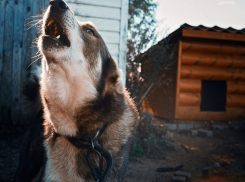 Ростовский полицейский застрелил агрессивную собаку