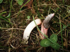 На Зеленом острове неоднократно встречали гриб, на неприятный запах которого слетаются мухи