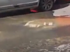 Опухший от фекалий асфальт расплылся по дороге Ростова и попал на видео