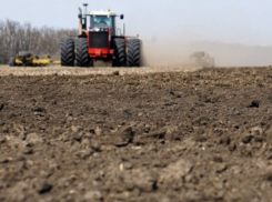 О состоянии озимых рассказали в донском Минсельхозе