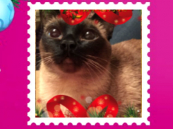 Красавица кошка из Ростова с «замурчательным» новогодним пожеланием покорила Москву