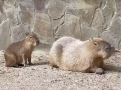 В зоопарке Ростова показали детеныша капибар 