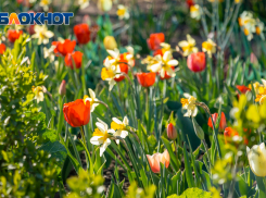 В Ростове 9 марта потеплеет до +8 градусов