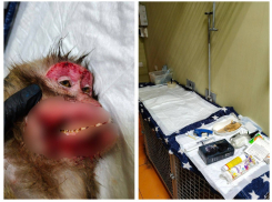 В донском парке «Малинки» произошла драка между взрослыми макаками до крови