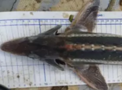 Редкую рыбу из Красной книги хотят вернуть в Дон спустя почти век