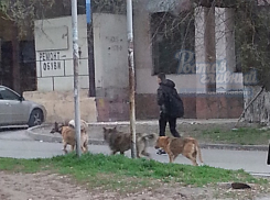 Стая агрессивных собак принялась атаковать людей и автомобили у школы в Ростове