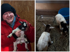 В донском парке «Малинки» за три дня родились 12 козлят 