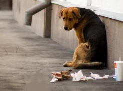 Василий Голубев запретил убивать бездомных животных