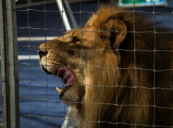 Терпение и немного мазохизма - главный секрет успешной дрессуры львов, - Алексей Макаренко