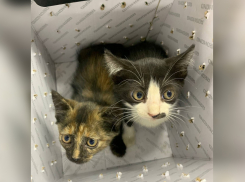 В ростовскую ветеринарную клинику подбросили двух котят