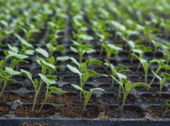 В Ростовской области рассаду включили в список товаров первой необходимости
