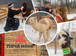 В Ростове альпаки гуляют по парку: удивительное место для отдыха и общения с природой