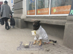 Жители Ростова осудили хозяина собаки, которую тот заставил «работать» в центре города