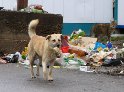 Избавиться от свалок и бродящих животных поручено ростовским властям к ЧМ-2018