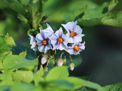 Овощ в мундире: что высаживать в огороде во второй половине мая