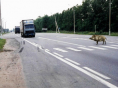 Трагически закончилась встреча Peugeot с огромным диким кабаном на трассе Ростовской области 
