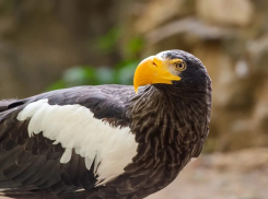 В Ростовский зоопарк прилетел белоплечий орлан