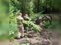 Полицейские в Батайске уничтожили 330 кустов конопли