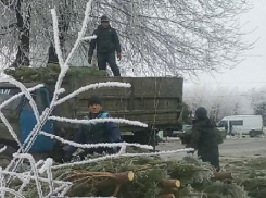 Гастарбайтеров заставили уничтожить новогодних красавиц в Ростове