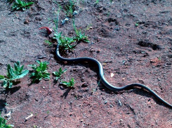 Огромную пугающую змею заметила удивленная мама с ребенком в Ростове