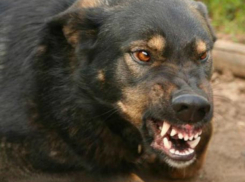 Разъяренные голодные дворняги попытались отгрызть ноги пожилой женщине в Ростове