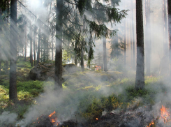 Спасатели предупредили ростовчан о высокой пожароопасности