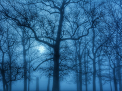 Под Ростовом на дереве найдено тело 38-летнего мужчины